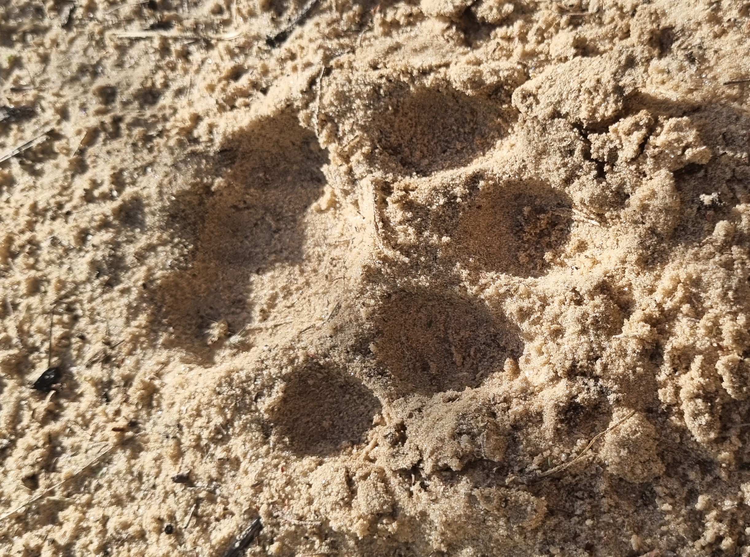 Leopards Tracks