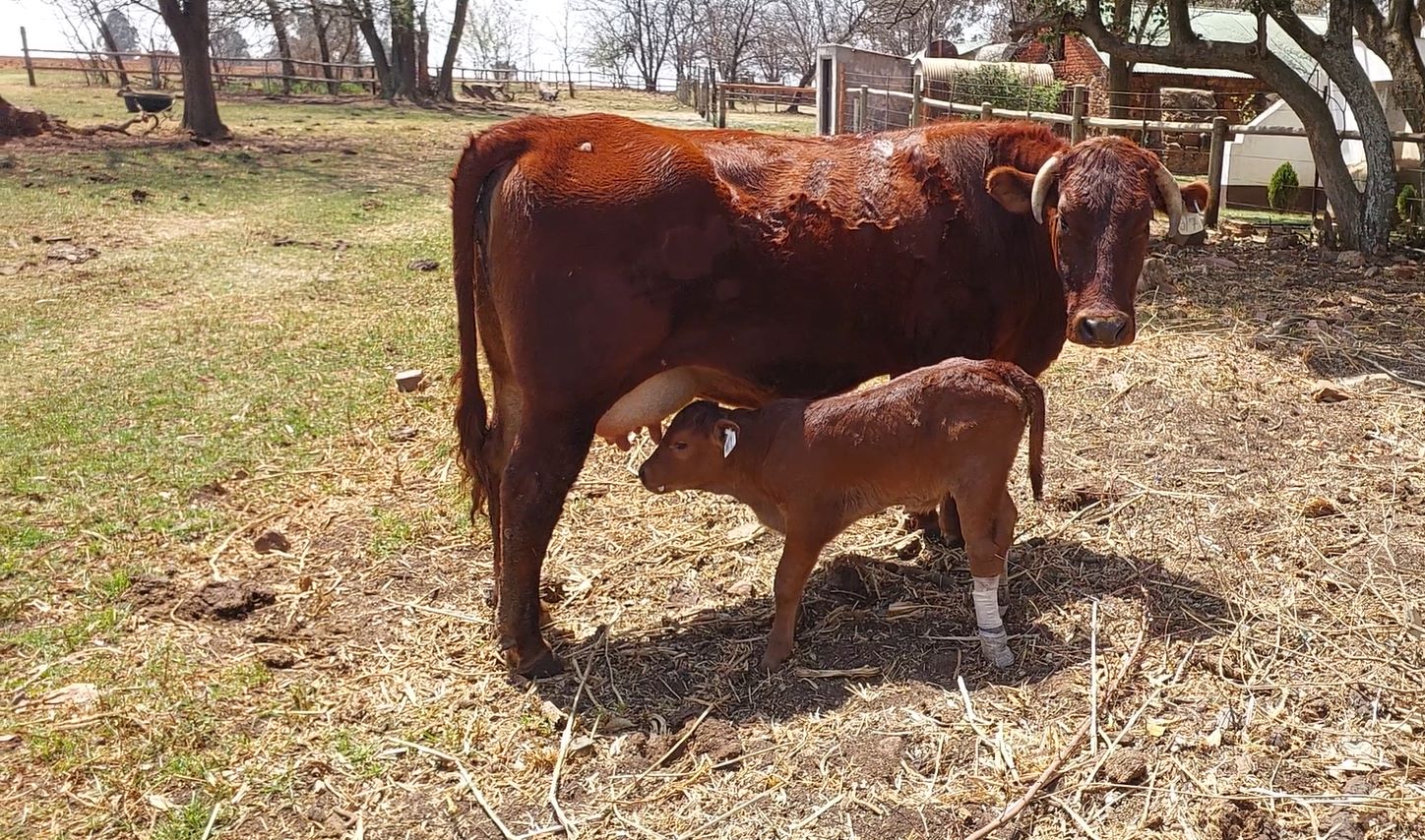 This is the story of a little drama that is typical of farm life, and keeps me away from my safaris into the African wilderness.